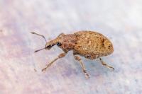 Graptus triguttatus