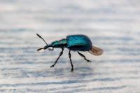 Involvulus caeruleus