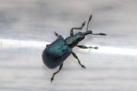 Involvulus caeruleus