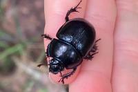 Anoplotrupes stercorosus