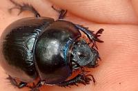 Anoplotrupes stercorosus