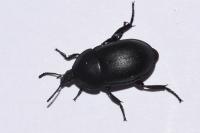 Ablattaria laevigata