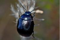Chrysolina haemoptera