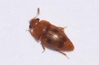 Epuraea ocularis