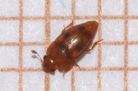 Epuraea ocularis