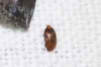 Epuraea ocularis