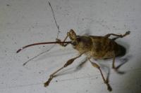 Curculio elephas