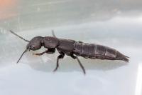 Ocypus olens