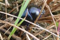 Anoplotrupes stercorosus