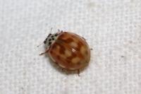 Harmonia quadripunctata
