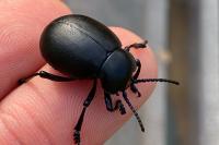 Timarcha tenebricosa