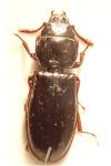 Tenebroides fuscus