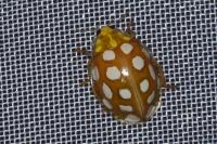 Halyzia sedecimguttata