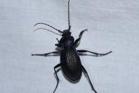 Carabus violaceus
