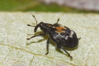 Tachyerges salicis