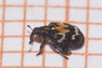 Tachyerges salicis