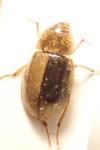Helochares lividus