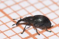 Aspidapion aeneum