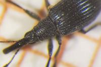 Aspidapion aeneum