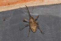 Curculio elephas