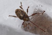 Curculio elephas