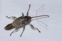 Curculio elephas