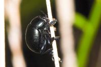 Timarcha goettingensis
