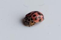 Oenopia conglobata