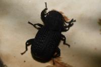 Bolitophagus reticulatus