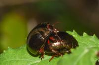 Chrysolina bankii