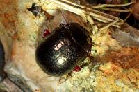 Chrysolina bankii