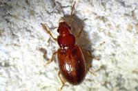 Bradycellus verbasci