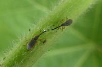 Rhopalapion longirostre