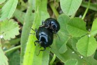 Chrysolina haemoptera