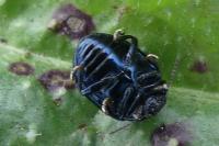 Chrysolina haemoptera