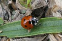 Coccinella septempunctata
