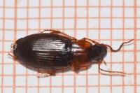 Calathus cinctus
