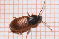 Parophonus mendax
