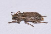 Sitona humeralis