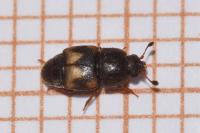 Carpophilus hemipterus