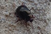 Chrysolina bankii