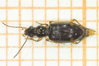 Sinechostictus elongatus