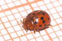Subcoccinella vigintiquatuorpunctata