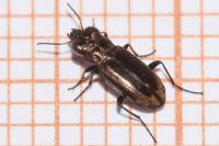 Notiophilus substriatus