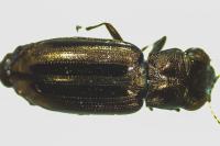 Notiophilus substriatus