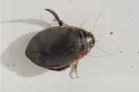 Acilius sulcatus