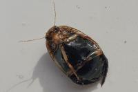 Acilius sulcatus