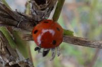 Coccinella septempunctata