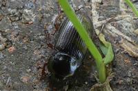 Harpalus
