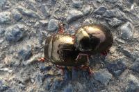 Chrysolina bankii
